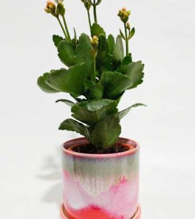 3fdd6003-55f6-4c2d-8199-505daa2e6973 (1)