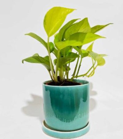 71351ca9-130b-4dcc-a529-87cbf5858621 (1)